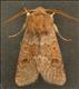 2183 (73.243)<br>Blossom Underwing